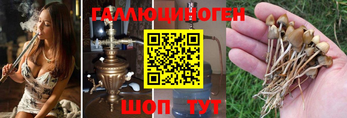 Галлюциногенные грибы Psilocybine cubensis  купить наркотики цена  Липецк  Вход с VPN 